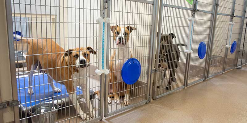 Local Animal Shelter Support